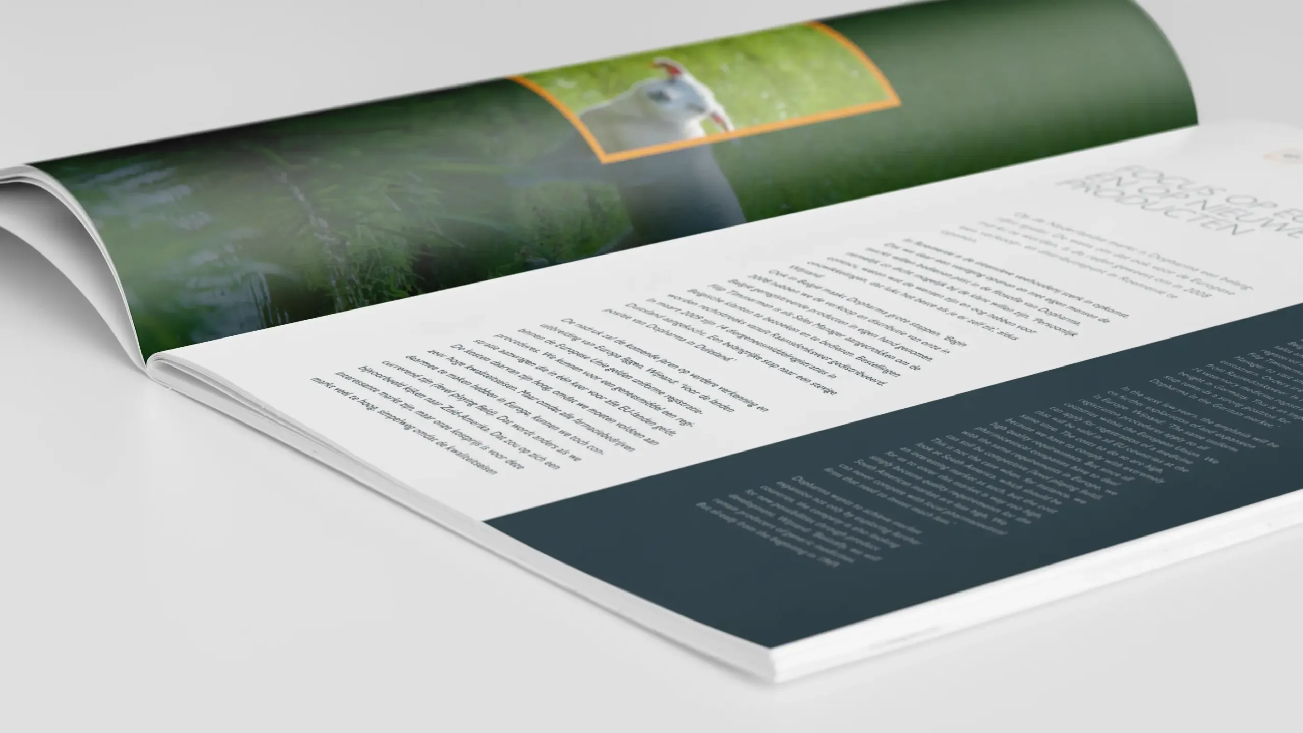 Ontwerp jubileum brochure Dopharma Raamsdonkveer - Dorèl Extrabold